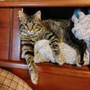 @callsign.bb