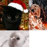 @catstuff13456