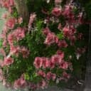 @f4_771