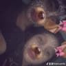 @kiara.yerlis
