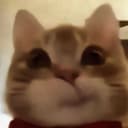 @pspspspspspspsmeow