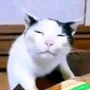 @qoqieuq73919191827482882