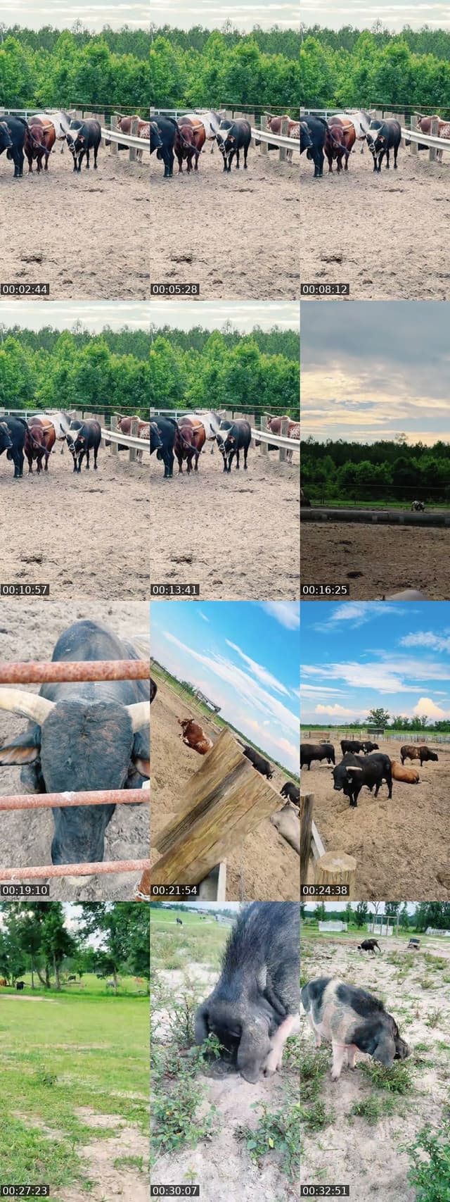 Past TikTok live: Sundown Cattle Co by @stephonthemorningride