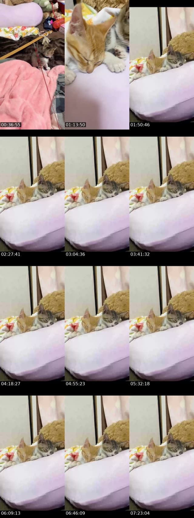 TikTok live: 0613新しい家族💝 by @nyanchanuniverse