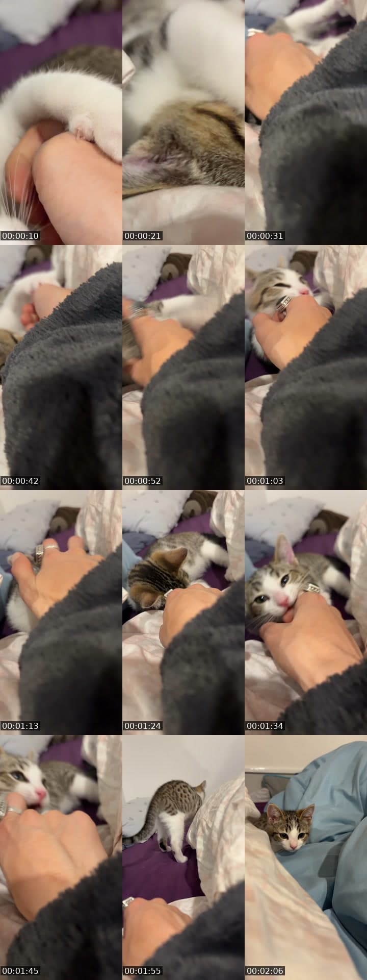 @forbidden.apple TikTok live stream