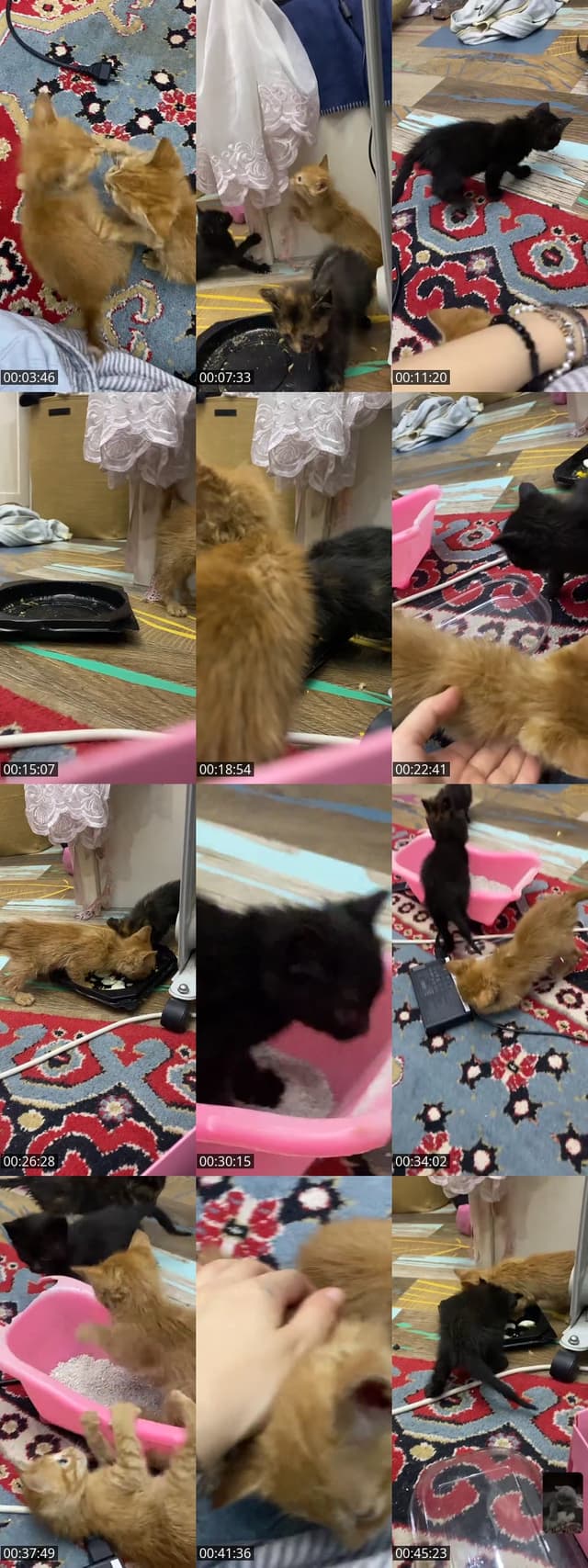 Past TikTok live: CEZALI JENGAAA by @visneli.biber
