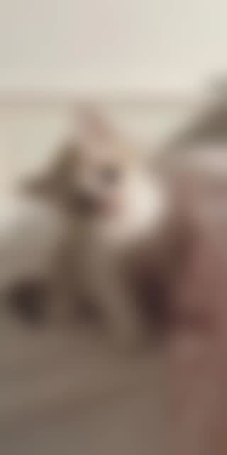 Past TikTok live: gatau by @user444628171