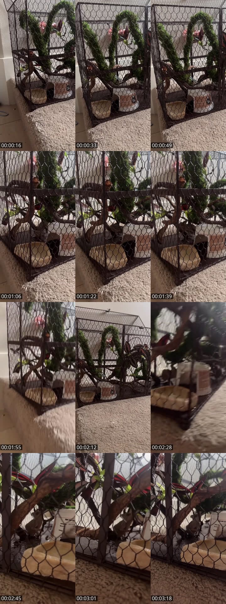 @nicolelaurenbonadero_ TikTok live stream