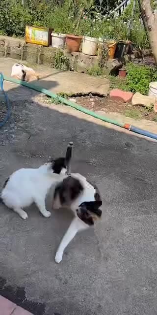 @alyena080 TikTok live stream