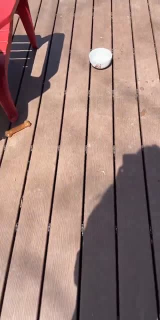 @avaawillson TikTok live stream