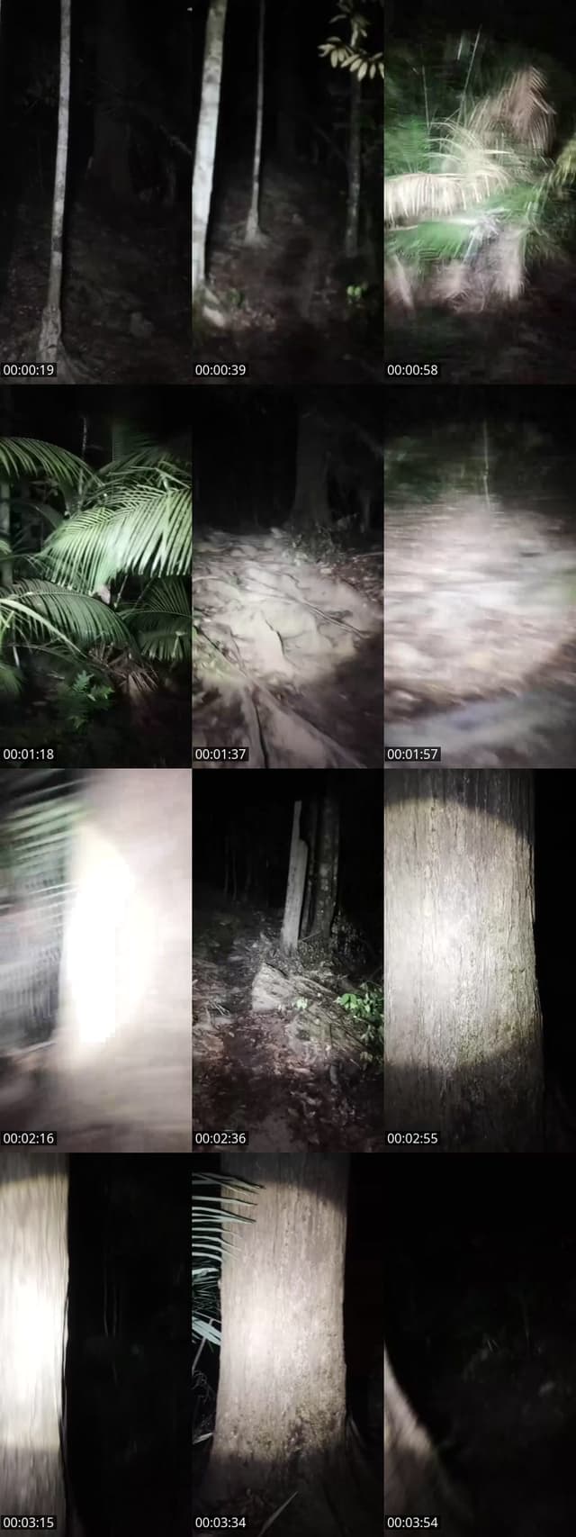TikTok live: HUTAN ANGKER by @botolexplore_