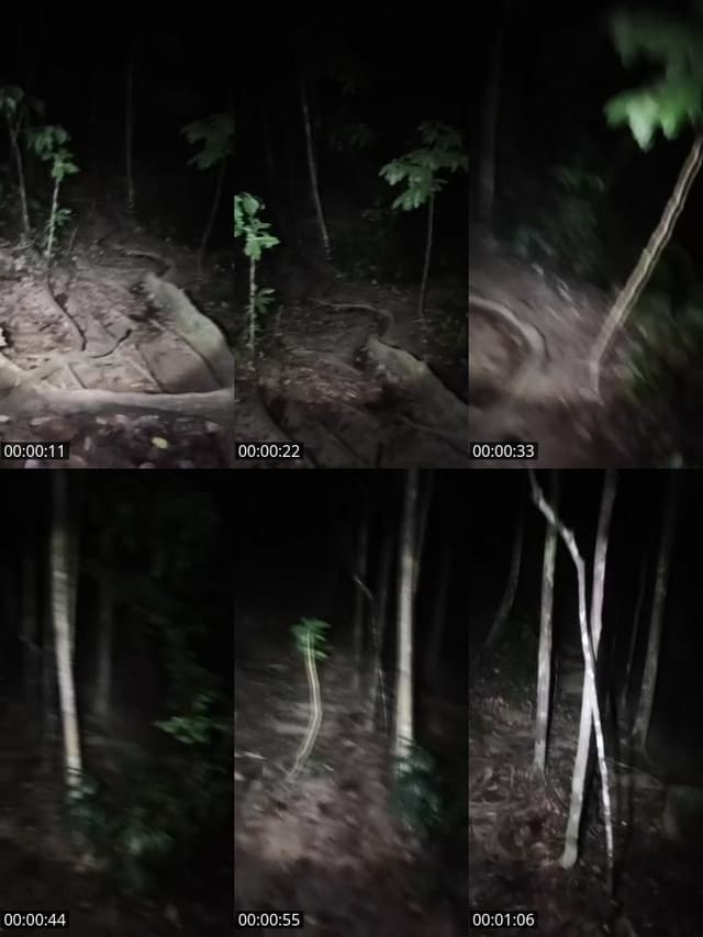 TikTok live: HUTAN ANGKER by @botolexplore_