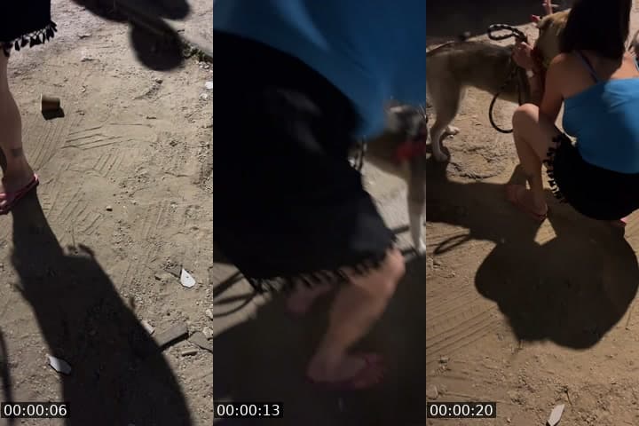 @shanti.farm.rescue TikTok live stream