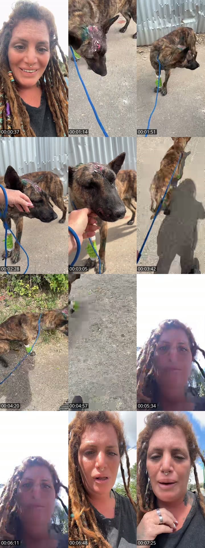 @shanti.farm.rescue TikTok live stream