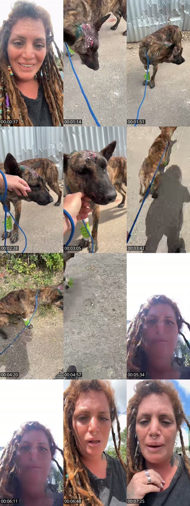 @shanti.farm.rescue TikTok live from 2026-05-16