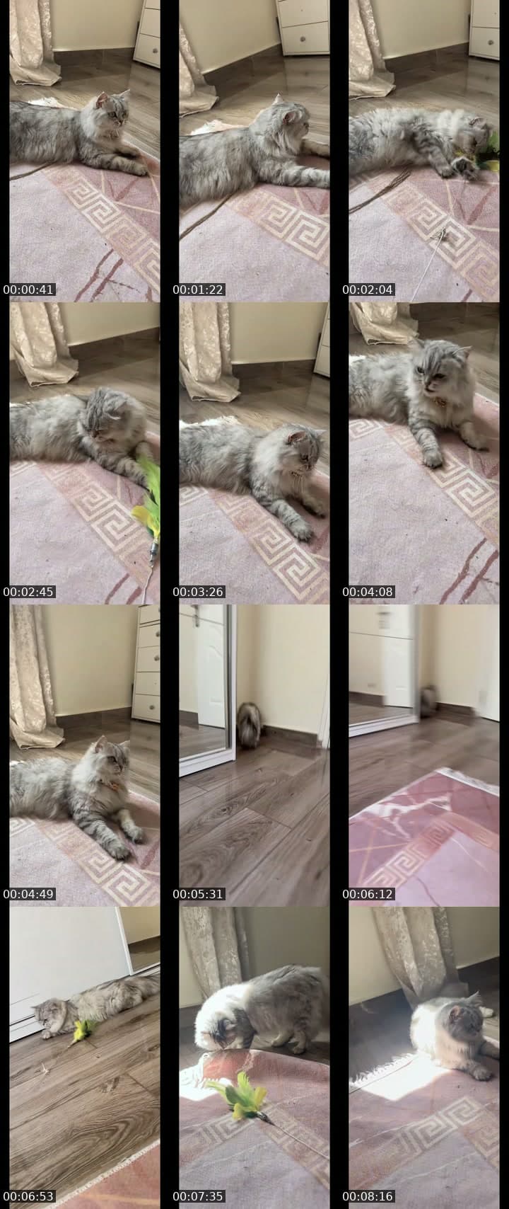 Hi cat lover