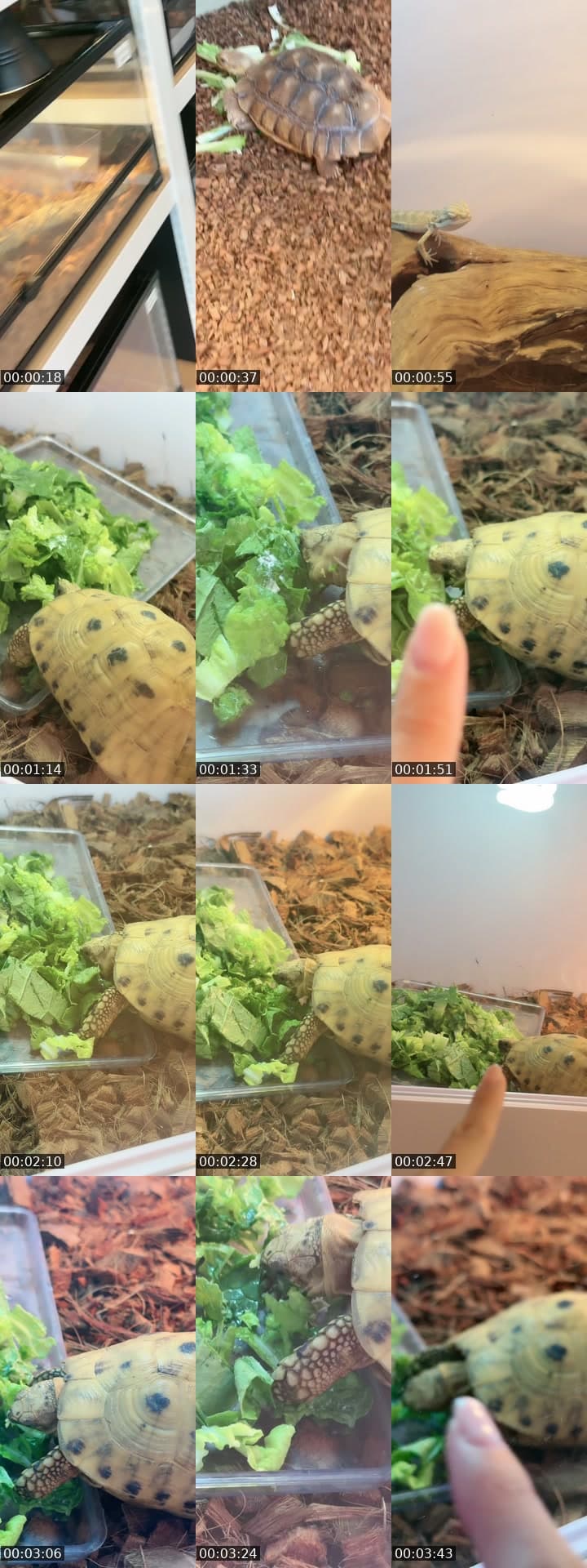 hello tiktok