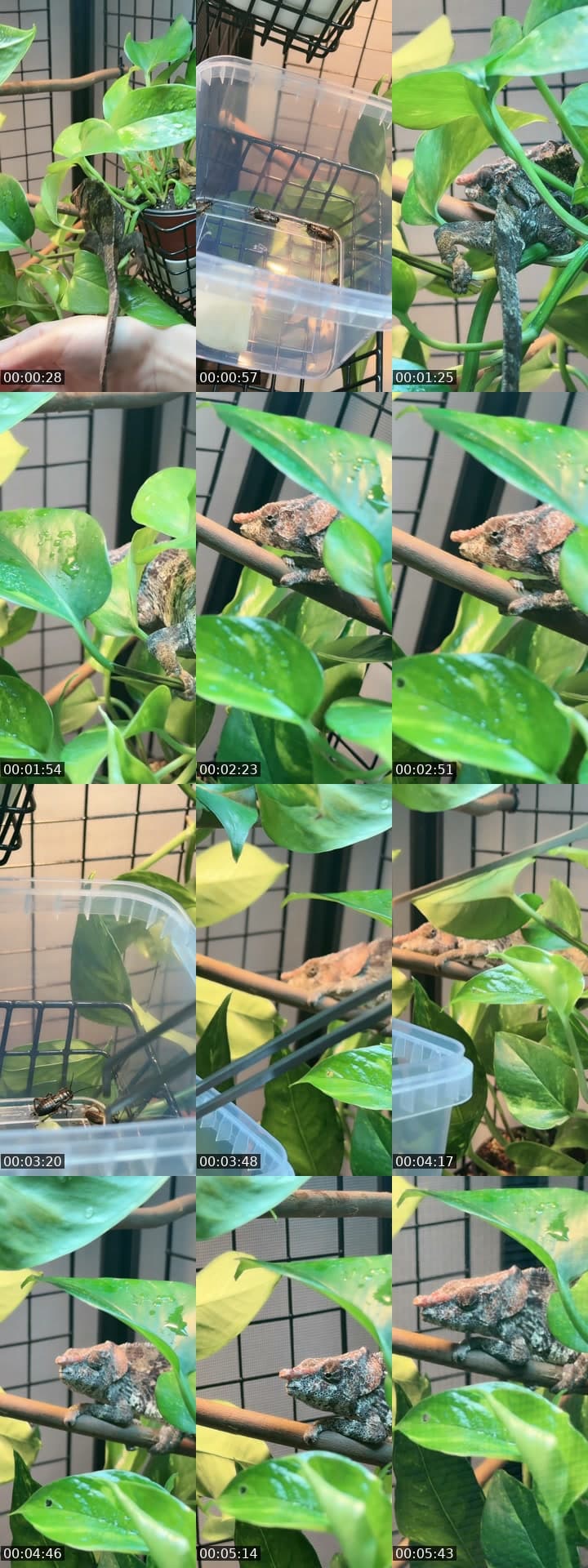hello tiktok