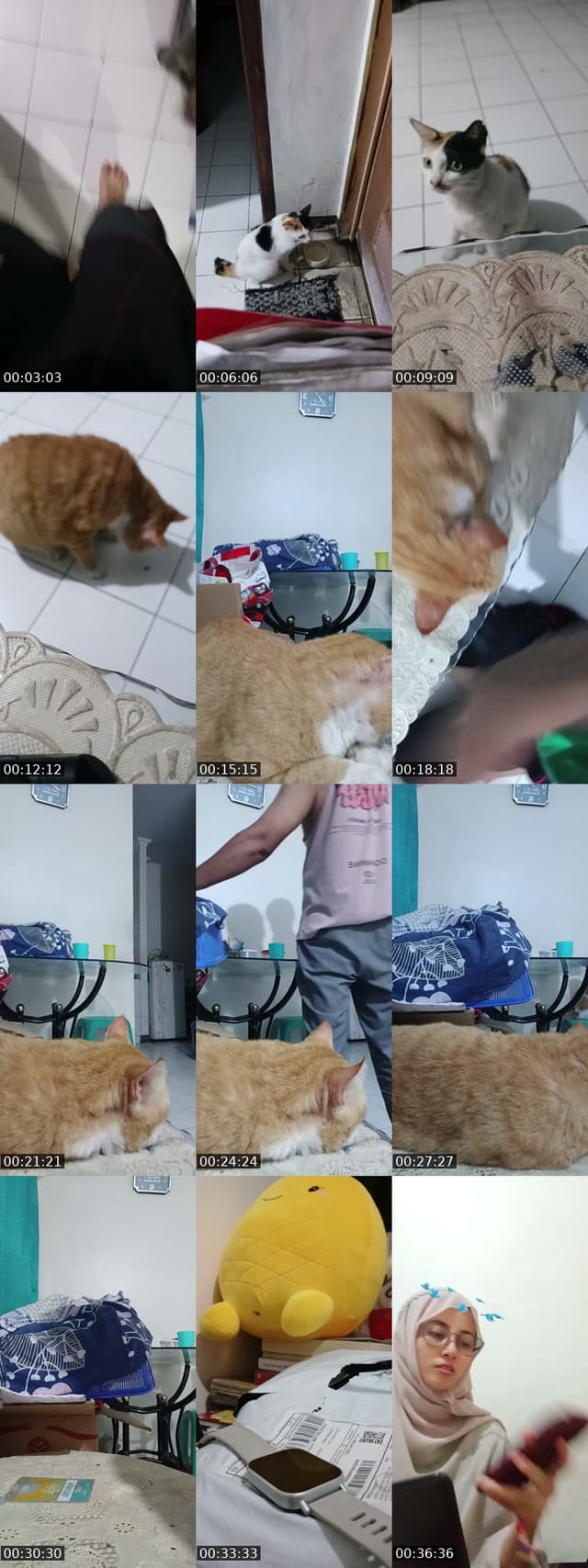 TikTok live: kucing by @millenta