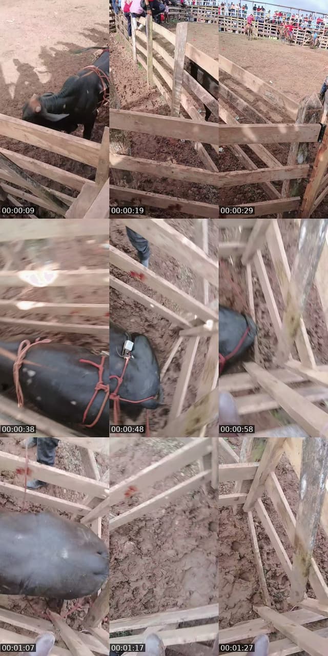 TikTok live: tak tak 🙏🥺 by @greyli302