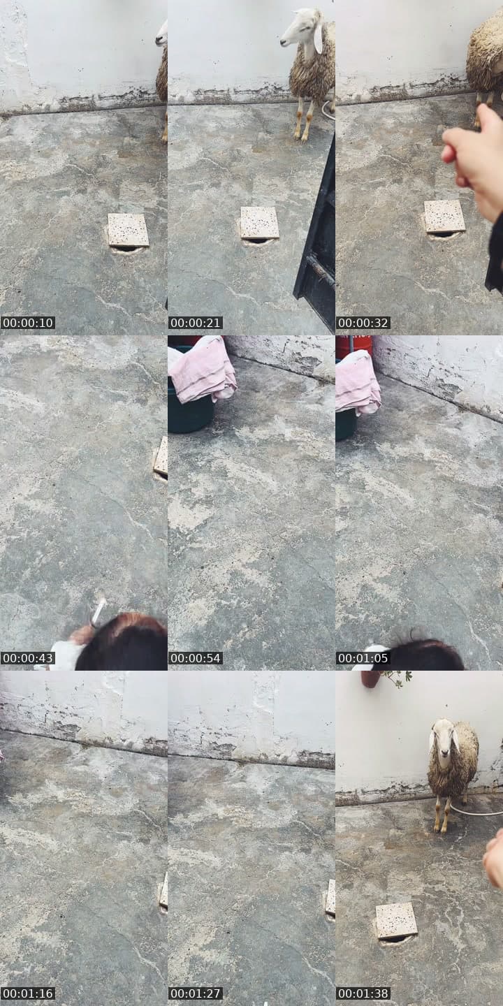 @juliaregina75 TikTok live stream