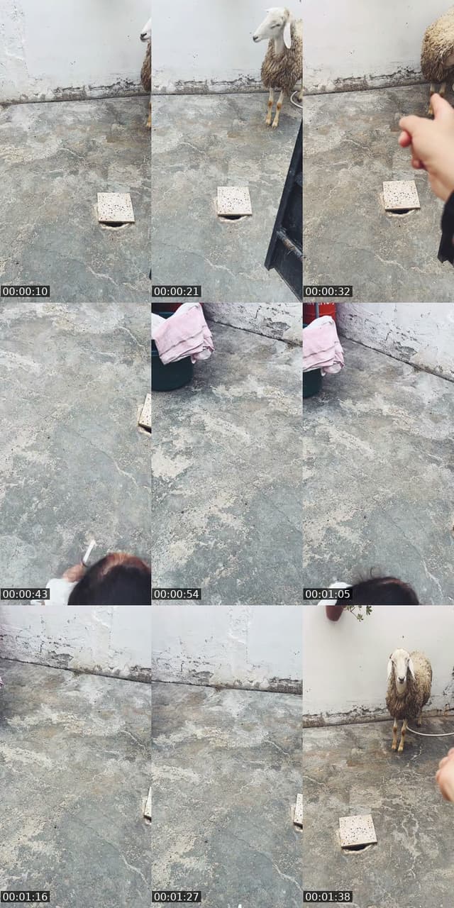 @juliaregina75 TikTok live