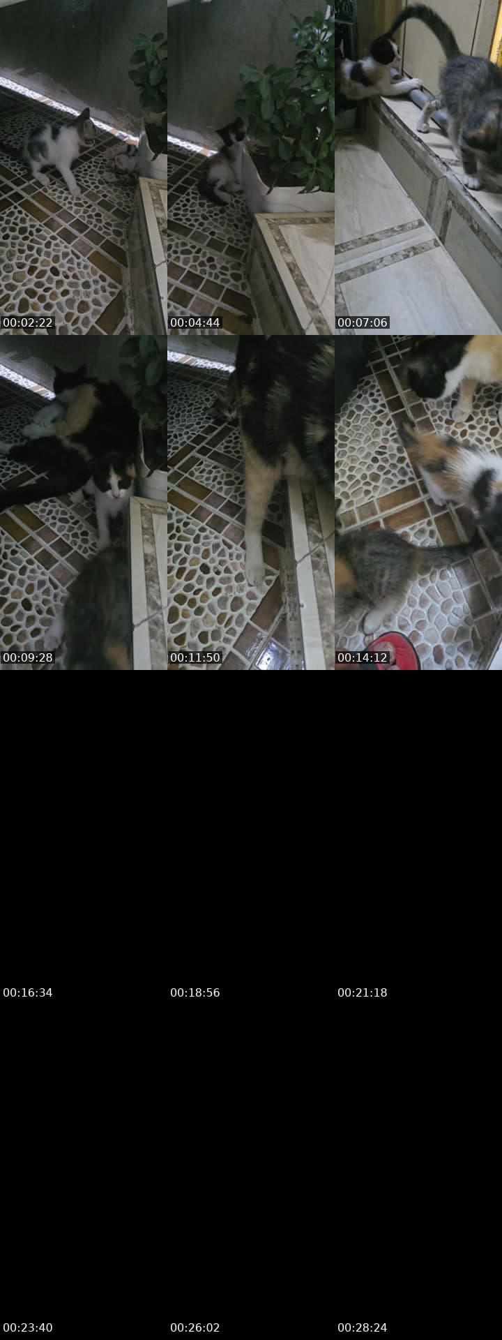 @sa_ntos216 TikTok live stream