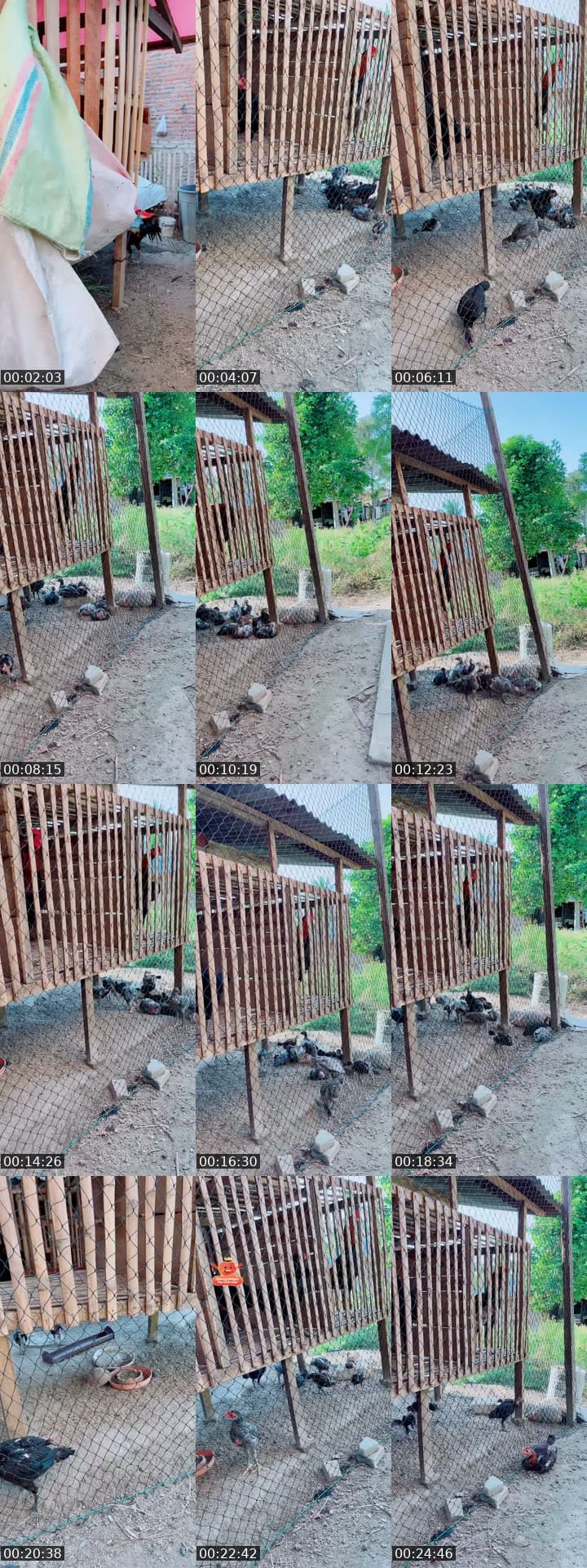 @cucoeabuamainsya92 TikTok live stream