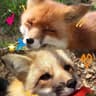 @fallinlovewithkitsune