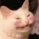 @madangelwholovecat