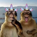 @pupcakeunicornsparkles