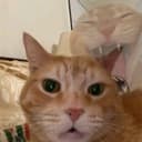 @user444628171