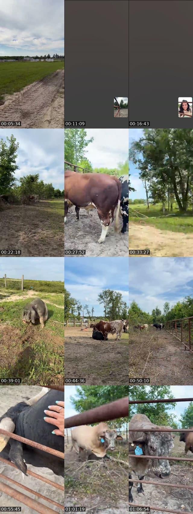 TikTok live: Afternoon Walk at Sundown Cattle by @stephonthemorningride