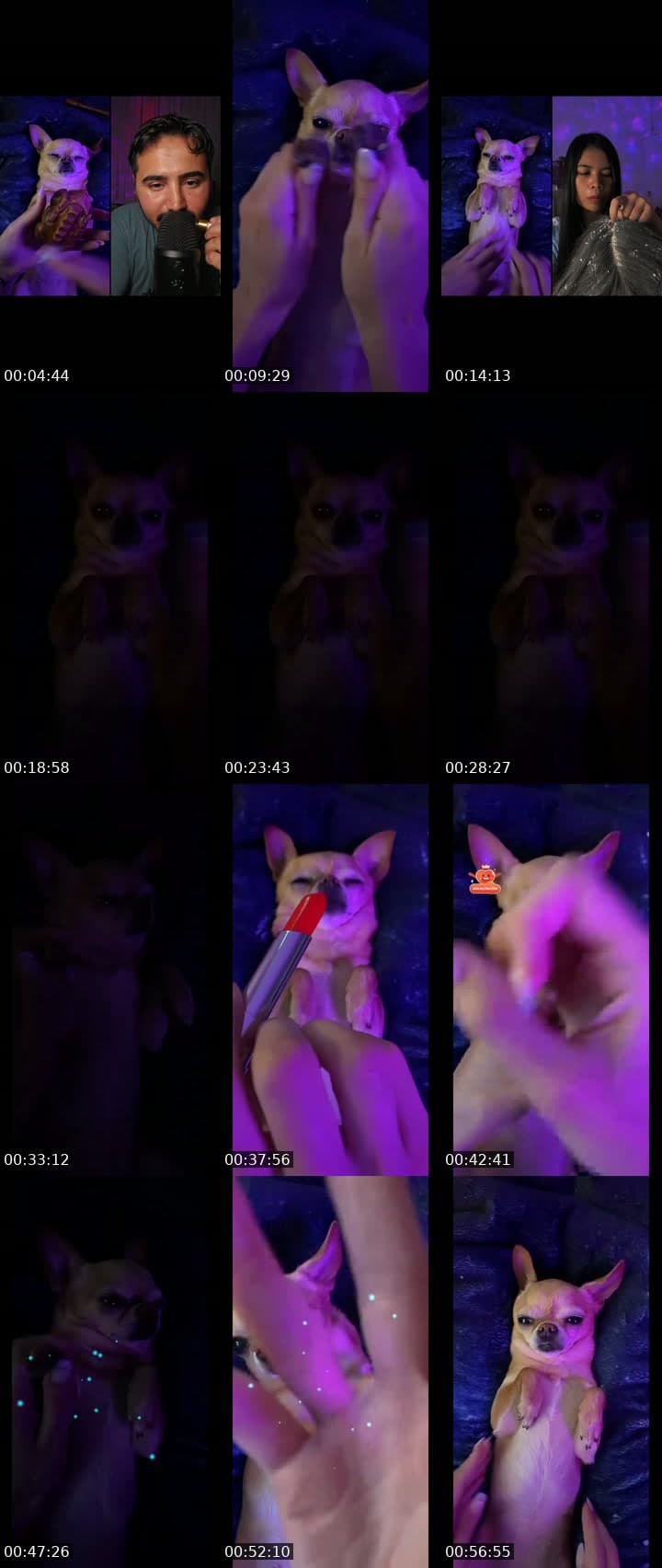 ASMR with Chihuahua