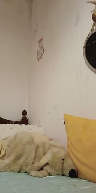 @margaridamarques183 TikTok live stream