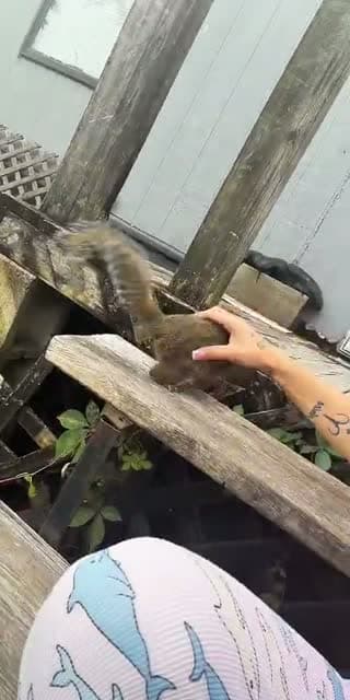 @big.meg27 TikTok live stream