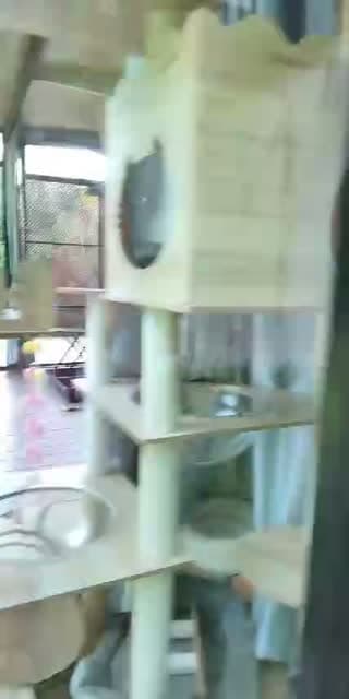 @tuazorfamily TikTok live stream