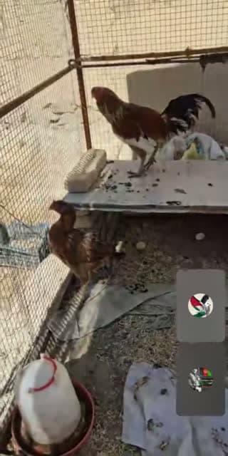 @jeanlouislesoumis TikTok live