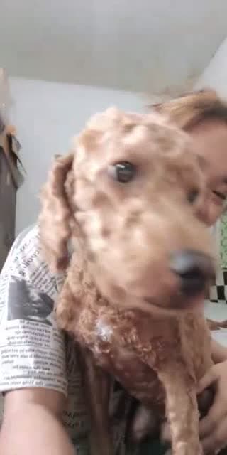@_caramelmilo TikTok live