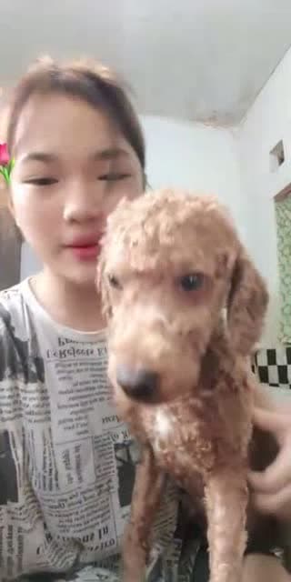 @_caramelmilo TikTok live stream