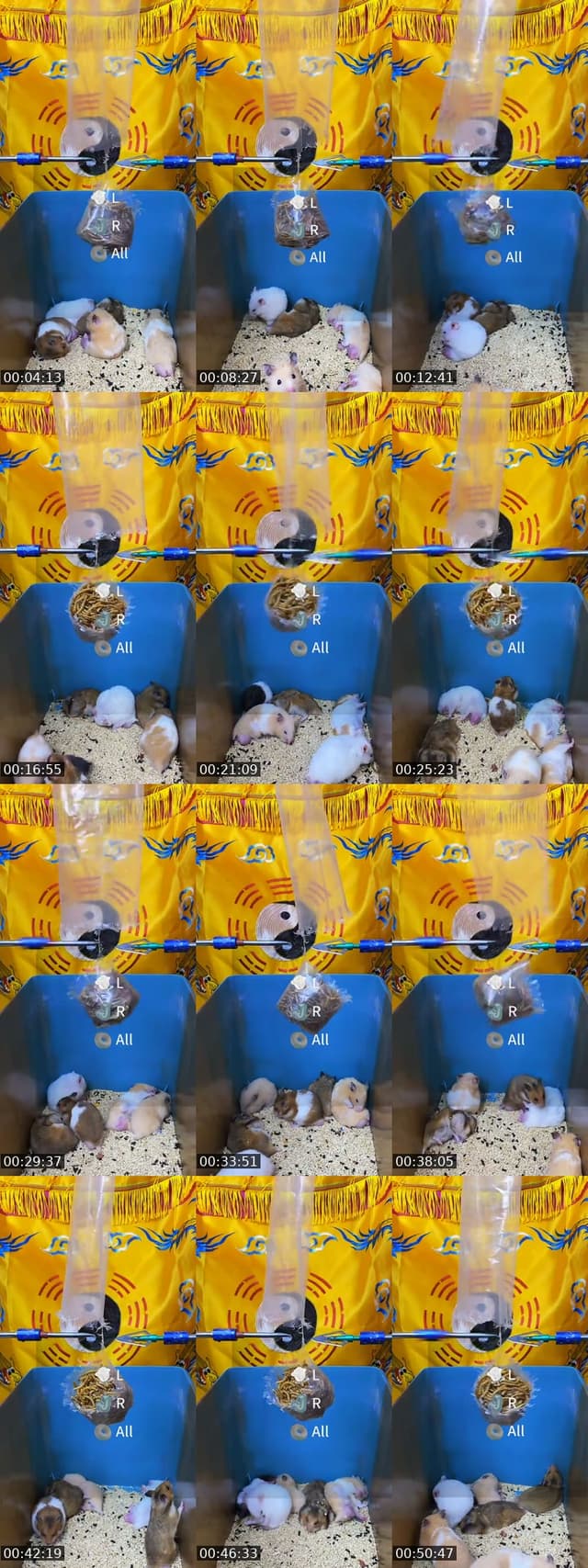 @fhlulsrsq0 TikTok live from 2026-06-30