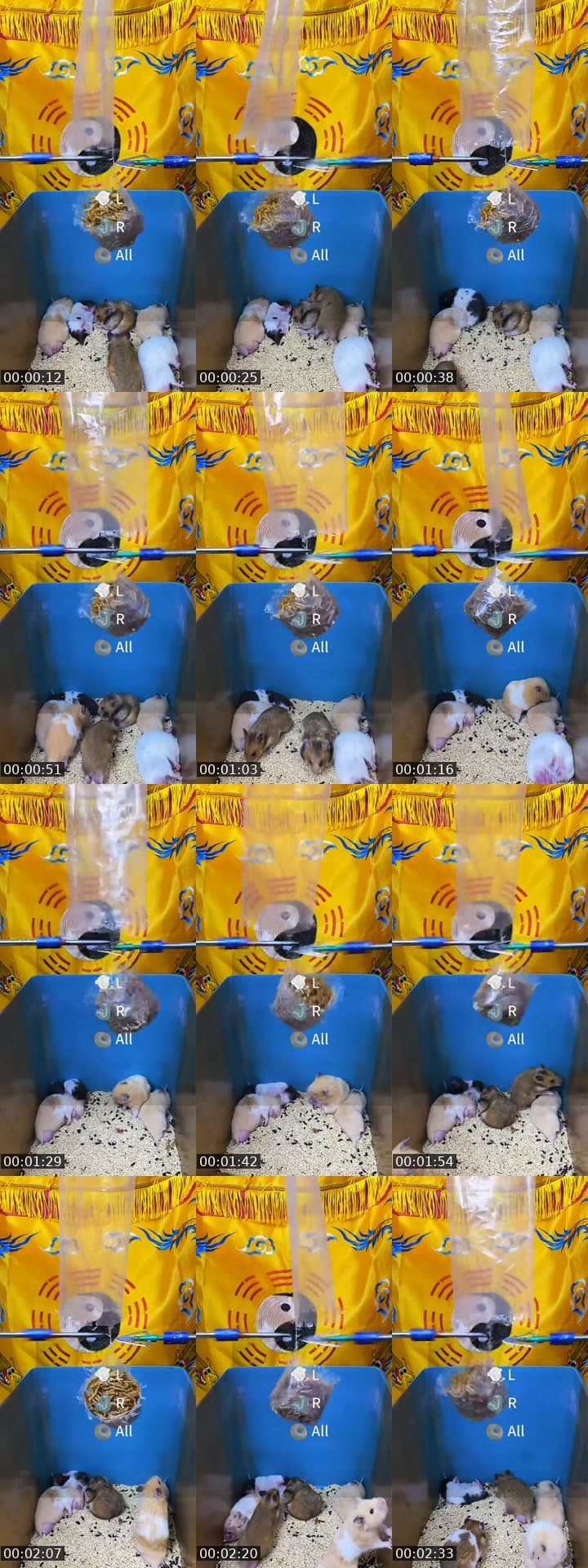 @fhlulsrsq0 TikTok live stream
