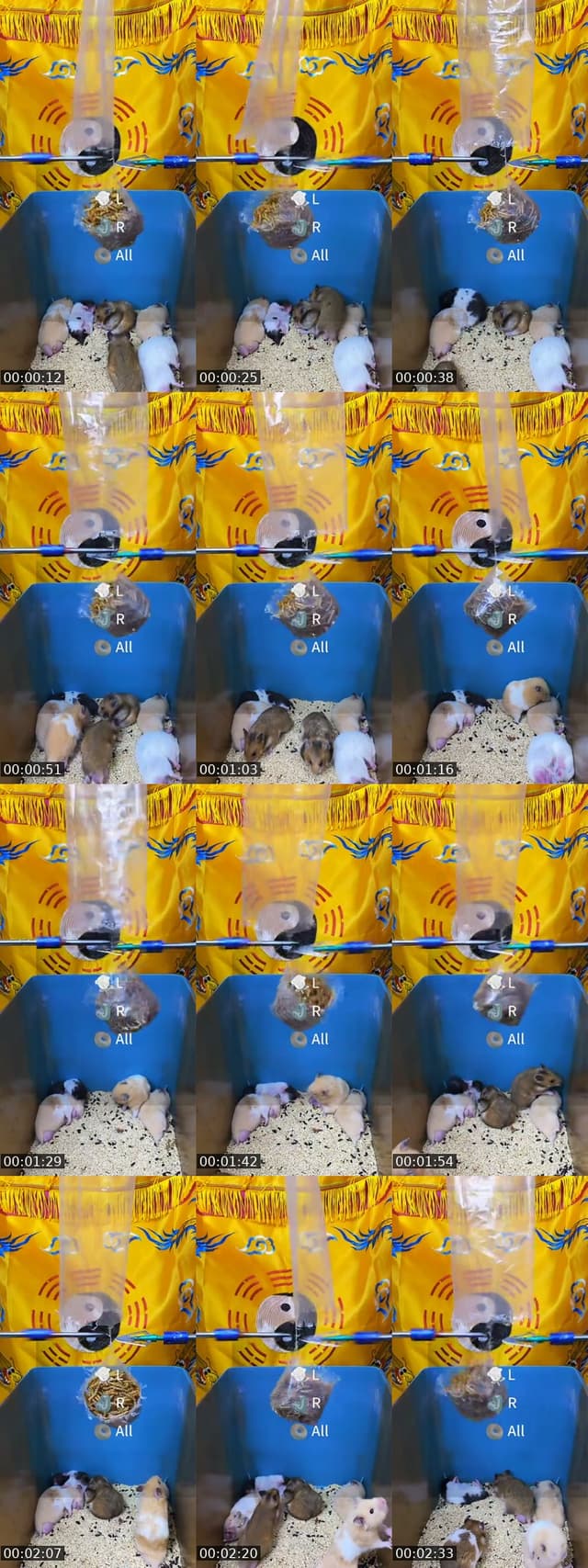 @fhlulsrsq0 TikTok live