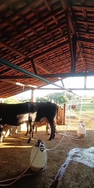 @nandinhacristiny TikTok live stream