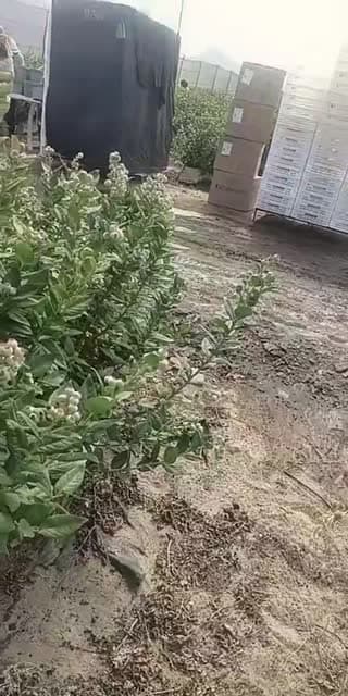 @lusabanticaguti TikTok live stream