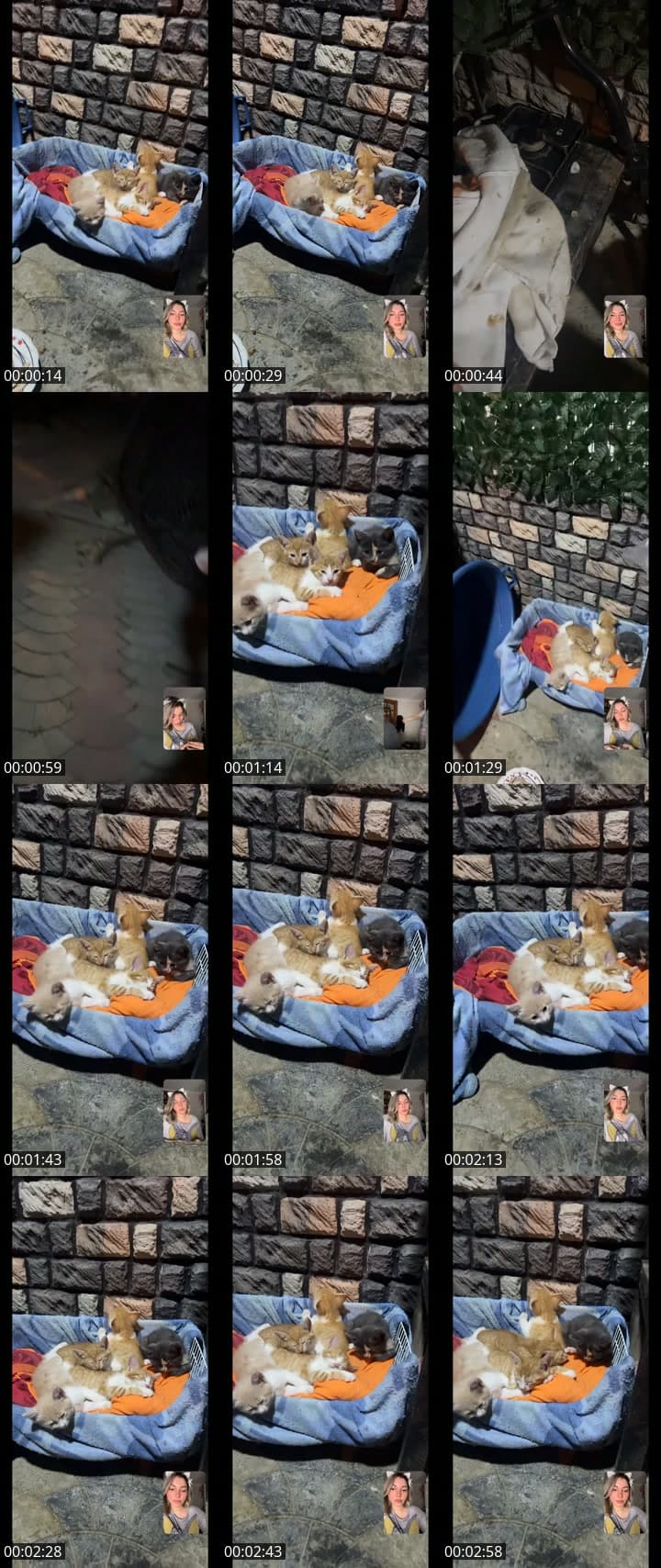 Just chill 🫠🦊