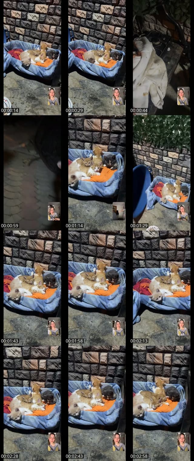 TikTok live: Just chill 🫠🦊 by @muuuusya