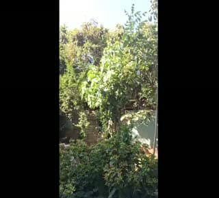 @gullu234gullu TikTok live
