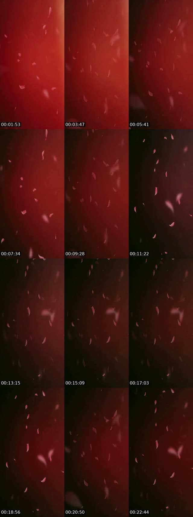 @cutegirlbeauty1 TikTok live