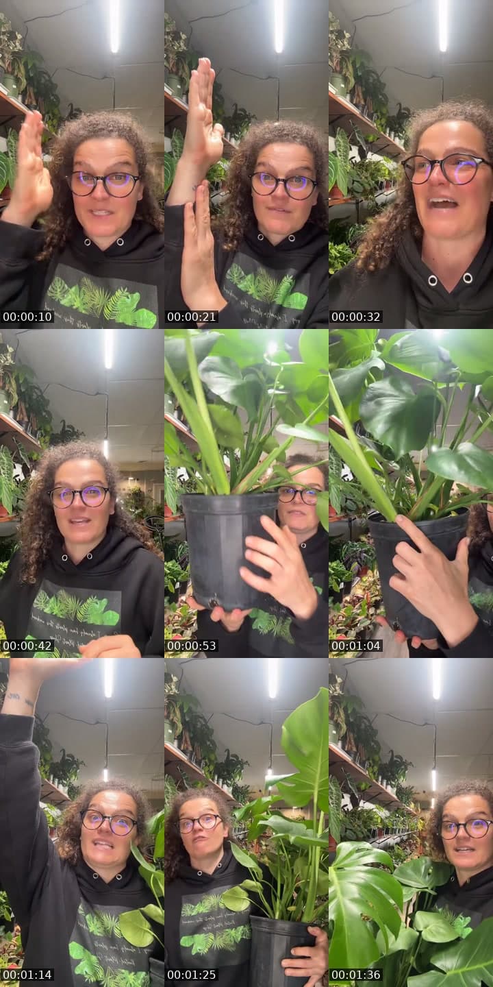 @rootedplantshop TikTok live stream